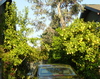 Lemontrees